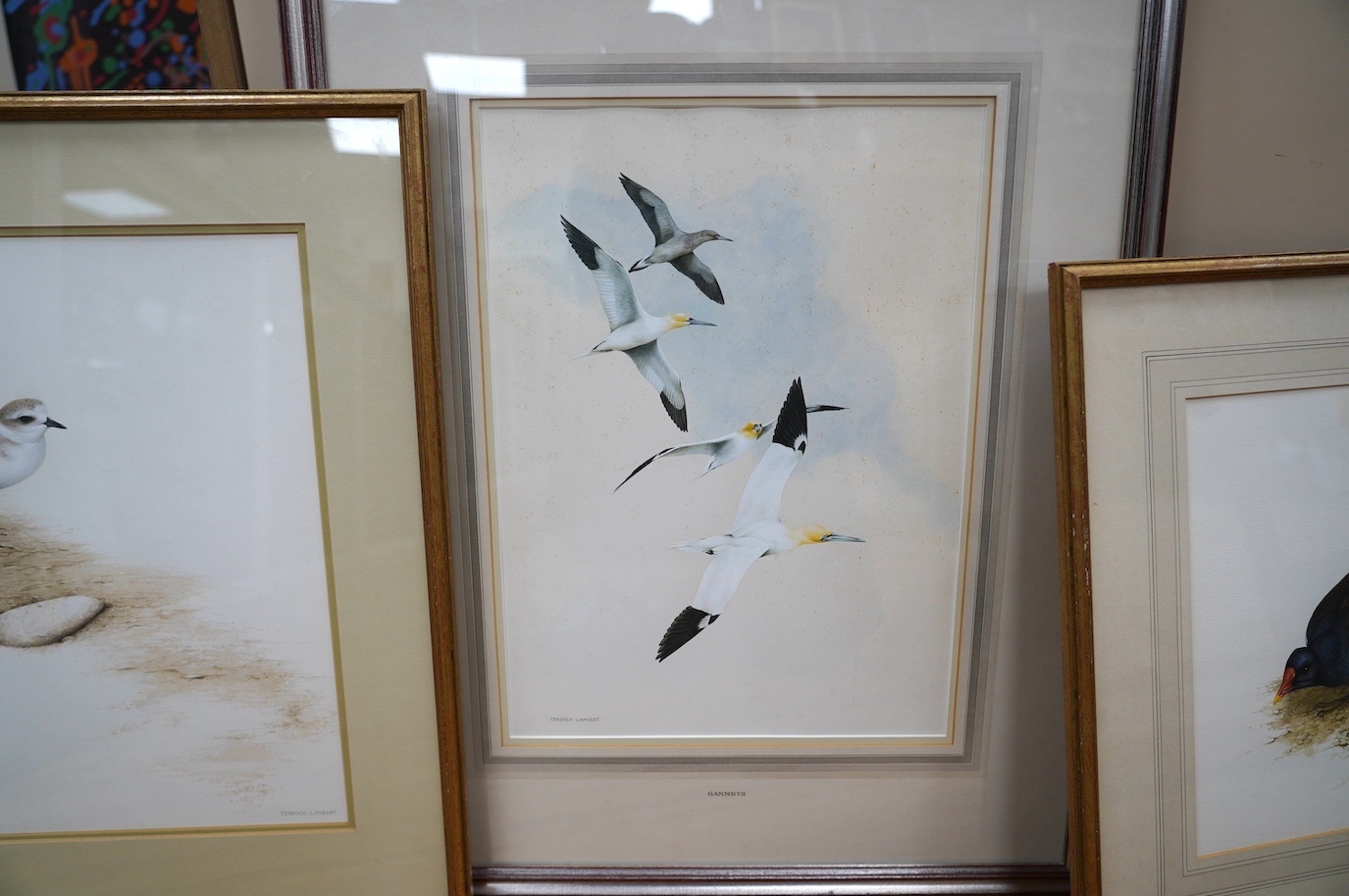 Terence Lambert (b. 1951), three watercolours, Birds including ‘Moor Hen’ and ‘Gannets in Flight’, each signed, gallery labels verso, largest 42 x 30cm. Condition - poor to fair, one foxed throughout